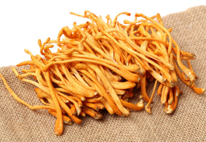 Ưu điểm khi sấy thăng hoa đông trùng hạ thảo